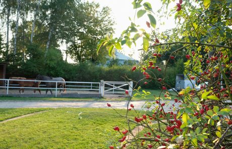 pony-pensjonat-dla-koni (1)