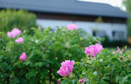 pony-pensjonat-dla-koni (2)