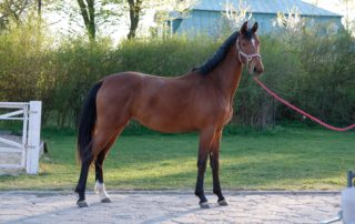 pony-express-hodowla (1)