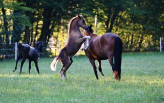 pony-express-hodowla (1)