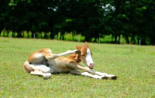 pony-express-hodowla (2)