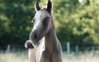 pony-express-hodowla (3)