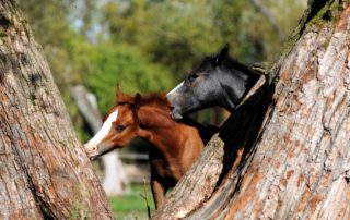 pony-express-hodowla (5)