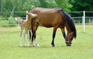 pony-express-hodowla (6)