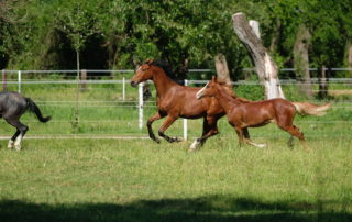 pony-express-hodowla (7)