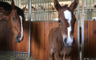 pony-express-hodowla (9)